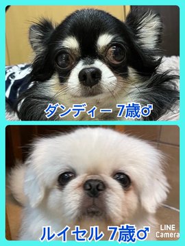 🐾今日の里親様募集中ワンコ🐶メンバーです🐾2022,11,30【保護犬カフェ天神橋店】